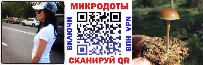 Псилоцибиновые грибы Psilocybe  Дятьково 